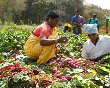 gurukul foundation agruculture